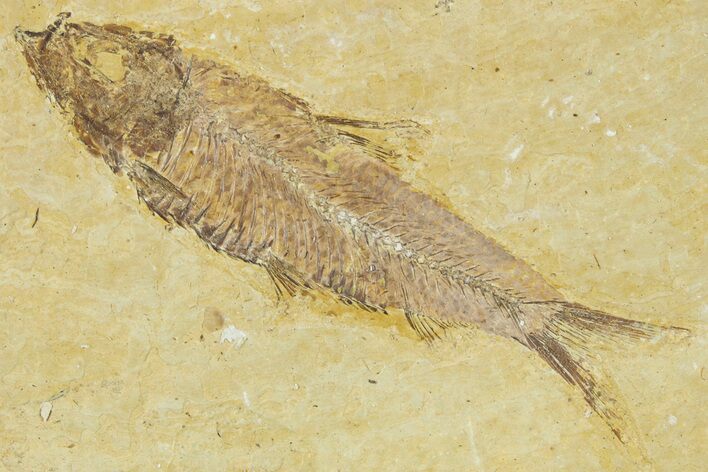Detailed Fossil Fish (Knightia) - Wyoming #330801